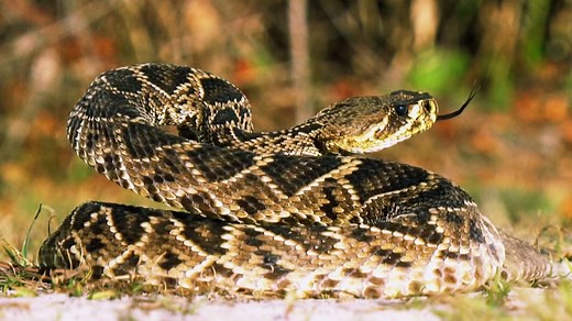 One of the toughest finishing stretches in golf. 🐍 Course Insights featuring ShotLink breaks down the Snake Pit at Innisbrook's Copperhead Course | Presented by CDW Corporation and Lenovo. | Golf Channel