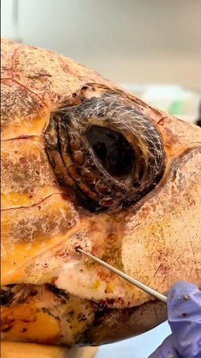 Harlow’s Last Barnacle Removal | Part 4.4 🐢