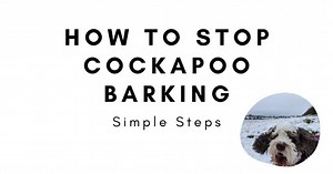 How To Stop Your Cockapoo Barking (Simple Steps)