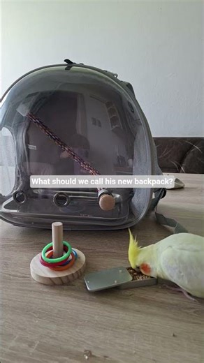 what should we call the backpack?#parrot