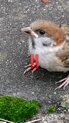 道で発見‼️ひなちゅん🐦️♡#birds #すずめ #スズメ #sparrow