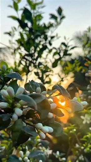 #mizanur_rahman_azhari #islamicviralshorts #viralvideo #subscribemychannel #trending #foryou