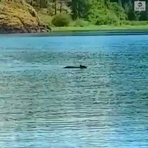 853K views · 9.6K reactions | This mama bear turned right around to rescue one of her cubs when it had a little trouble making it across Pitt Lake in British Columbia. One of the two cubs can be heard crying out for help while trying to keep its head above water. https://bit.ly/2slGm6D | ABC 36 | Facebook