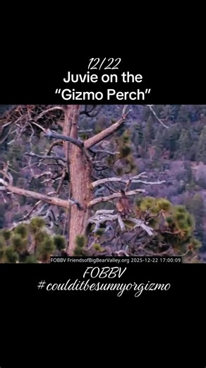 Juvie Eagle Spotted on Gizmo Perch