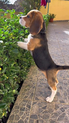 Adorable Beagle Puppy Compilation | Cute Baby Dog Videos