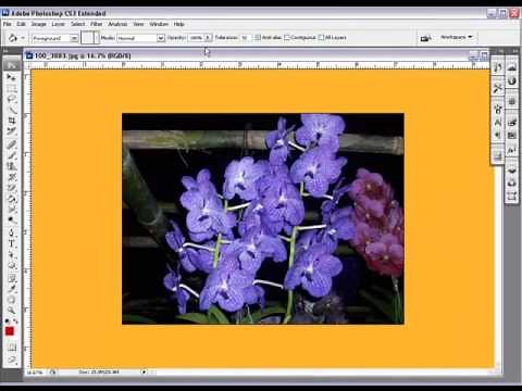 How Too Use Paint Bucket Tool In Photoshop CS3