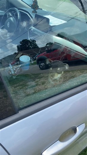 HURRYUPS TOWING DOG🐶🐕🦮🐩🐕‍🦺🐾🦴RESCUE!! 504.657.2895 | Hurryups Towing