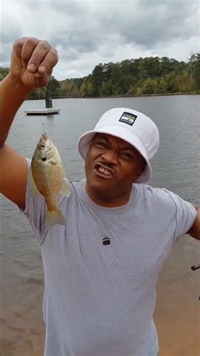 HUGE chinquapin Bream