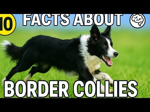 10 facts about border collies