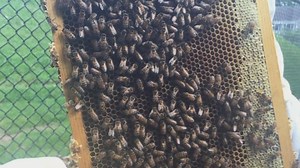 The Process of Urban Beekeeping