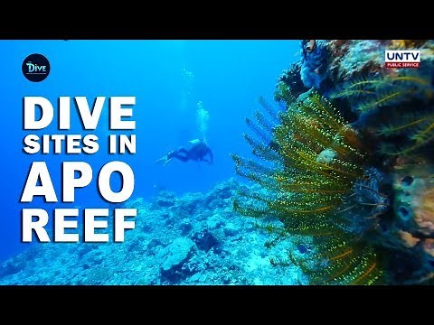 UNTV: The Dive | Breathtaking dive sites in Apo Reef
