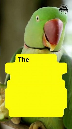 what is the average lifespan of a parrot