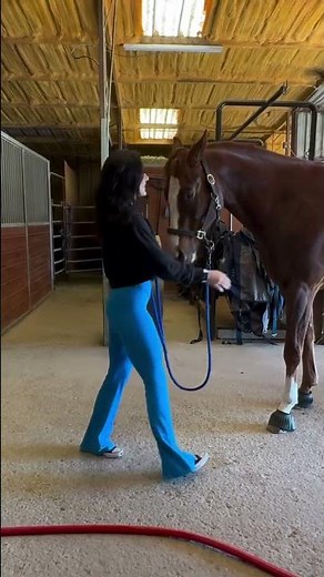 Good horse 🥰❤️ #horse #horses #horseriding #horsevideo #horseracing #horserider #funny