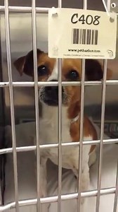 43 reactions · 25 shares | He came to the shelter in October with a...