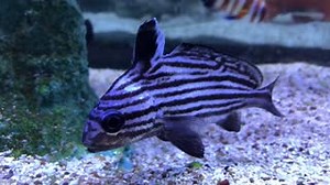 What so special about this amazing creature? This species of fish can live with other types of small fish, as they are not aggressive. Although its very shy and docile, this beauty needs good hiding places such as live rocks or good amount of decorations. For more details please call us at 973-365-0200. We are open Mon-Sat (11am -8pm) and Sun (12pm-5pm). Posted by: Cedes | Absolutely Fish | Facebook