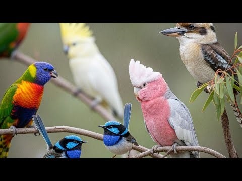 Australian Native Bird Sounds | Relaxation & Deep Sleep White Noise