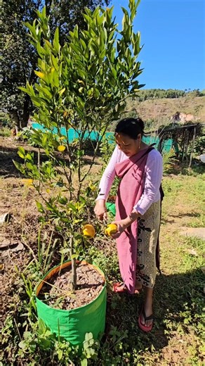 Persara Horticulture farm on Instagram: "Kheit Soh Niamtra 🍊😍🥰 | Citrus reticulata | Rutaceae | Khasi mandarin | Vitamin - C #horticulture #fruits #citus #mandarin #farming #meghalaya #ribhoi #plants #organic #agriculture"
