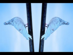 Bird in a cage Experiment | Optical Illusion Experiment | D2D