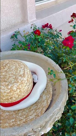 Adorable Ball Python