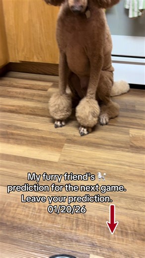 #His first prediction of the Eagles vs. the 49ers was right. We'll see how this one goes. I mixed them up very well. #rustythepoodle🐩🔥🔥 @rams