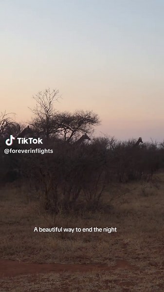 Unforgettable African Safari Experiences