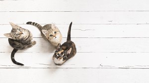 Cat Lovers, Is Your Cat Right- Or Left-Pawed?