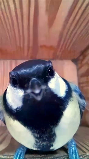 Do you think this bird has spotted our Smart Bird House Camera? 👀😅 #wildlife #birdwatching #nature #birdhouse #birds | Nest Box Live