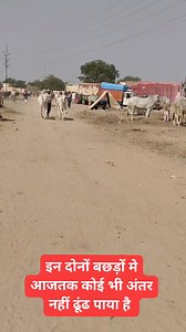 953K views · 10K reactions | Most Beautiful Ox Pair #reelitfeelit #reels #reelsfb #fbreels #reel #ox #farming #villagelife #village #kisan #farming | Jagruk Kisan | Facebook