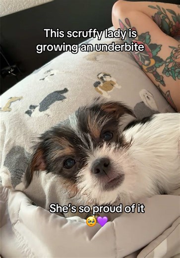 Is my pup Merlyn a Yorkie? Chihuahua? Terrier? Papillon? What is this mix mashup of a pup I have? And I’m noticing that she gonna need a good groomer😅 look at that hair 🎀🫶🏽💜✨little cutie patootie puppy baby girl. #cutepuppy #yorkie #chihuahua #animallover #furbaby