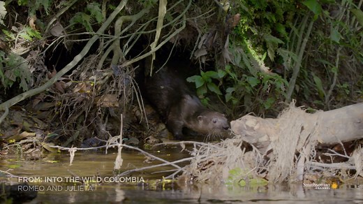 5.6K views · 66 reactions | Neotropical river otters can hold their...