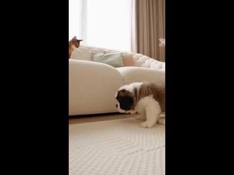 SoftFluxy Live Stream 6