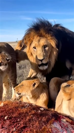 4.3M views · 84K reactions | A male lion’s three main objectives are to mate, protect and fight. During the age range of five to nine, a male lion will try to produce as many offspring as possible and guard as many prides as it can. | Discover Africa Wildlife | Facebook