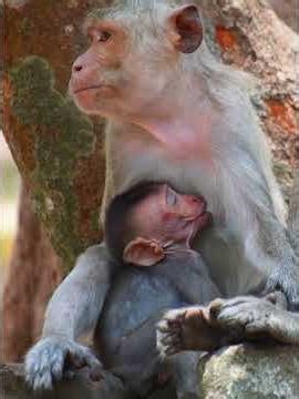 Adorable Love Baby Monkey Get Milk