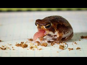 Potato Fairy Eats Termites MUKBANG