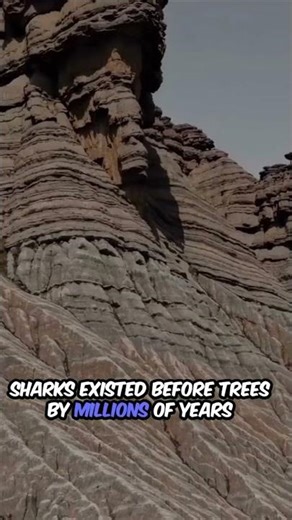 This fact will shock you 🦈 #shorts