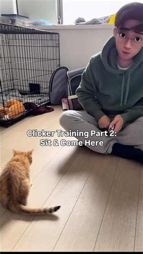 Clicker Training a Cat Part 2