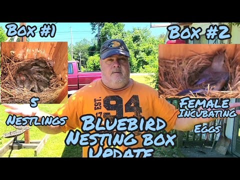 Bluebird Nesting Box Success
