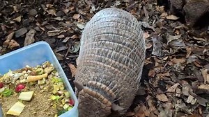When keepers delivered boiled eggs for our two six-banded armadillos’ breakfast, Jude, our cheeky sloth wanted to know where hers was – as she came down from her branch to investigate! Did you know you too can meet Becca and Lana, our armadillo sisters, alongside giant anteaters, Bubbles and Lyra, during our animal close encounter. The experience, which lasts around 30 minutes, is suitable for visitors aged eight and over and costs £150 for two people. | Dudley Zoo