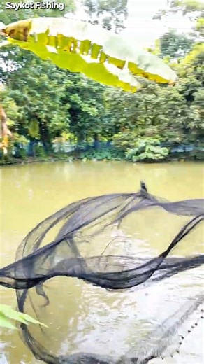 🐟 Checking Tilapia Growth with a Traditional Lift Net! 😍🎣 | Amazing Fish Farming
