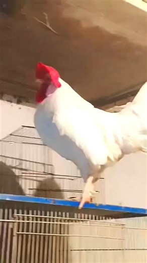 beautiful rooster||BEAUTIFUL Fancy Rooster Up Close