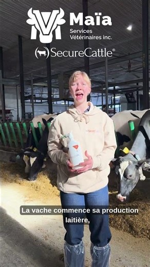 Phéromone apaisante bovine SecureCattle– Soutenir le vêlage des vaches laitières