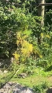 1.8K views · 91 reactions | One of the baby critically endangered...