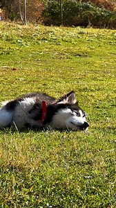 The taste of lard only reveals itself from the fire! So we breaded and roasted it on ropes over the campfire #cooking #lard #recipe #campfire | Faraway Village Family