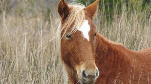 Top 15 Most Luxurious Train Rides in the World