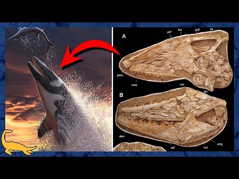 THALASSOTITAN: the NEW GIANT PREDATORY MOSASAUR of the CRETACEOUS!