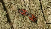 Mating of the firebug, Pyrrhocoris apterus on the ground