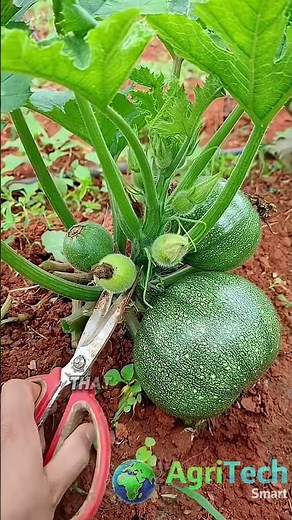 Smart Pruning Tips for Bigger Pumpkins 🎃