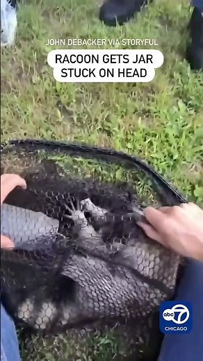 Baby Raccoon With Jar Stuck on Head Saved by Animal Lover