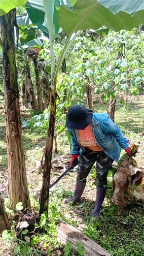 Managing an agroforestry project. Our work is continuous and diligent. We steward this land with the deepest respect for those who developed these systems and reverence for the plants and animals in our care #beyondorganic #womenwhofarm #agroforestry #agroecology #cacao