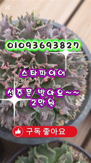 금산마야다육 #다육식물 #다육화분 #선인장 #아프리카식물 #코텍스